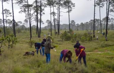 Municipios que sufrieron incendios son reforestados