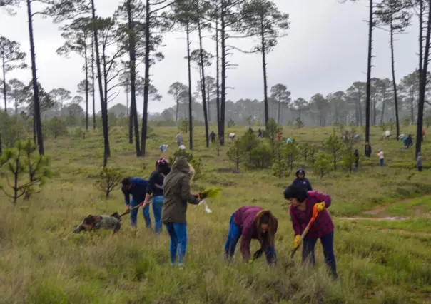 Municipios que sufrieron incendios son reforestados