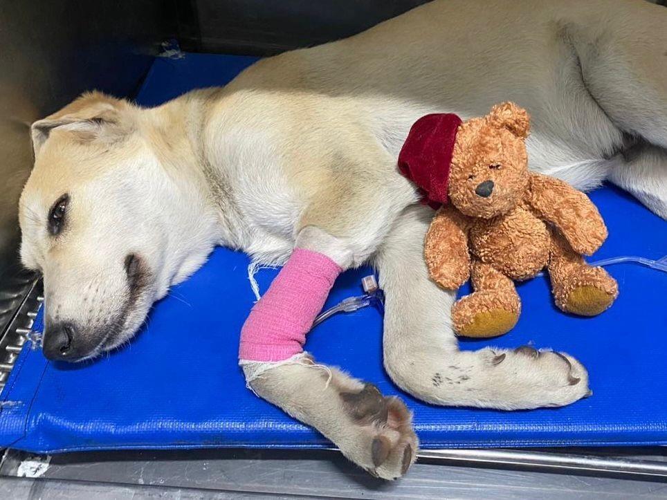 Perrito Bolillo siendo atendido en veterinario. Foto: GoFundMe