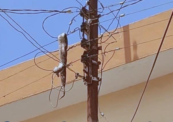 Boa electrocutada en el Centro de Mérida causa apagón