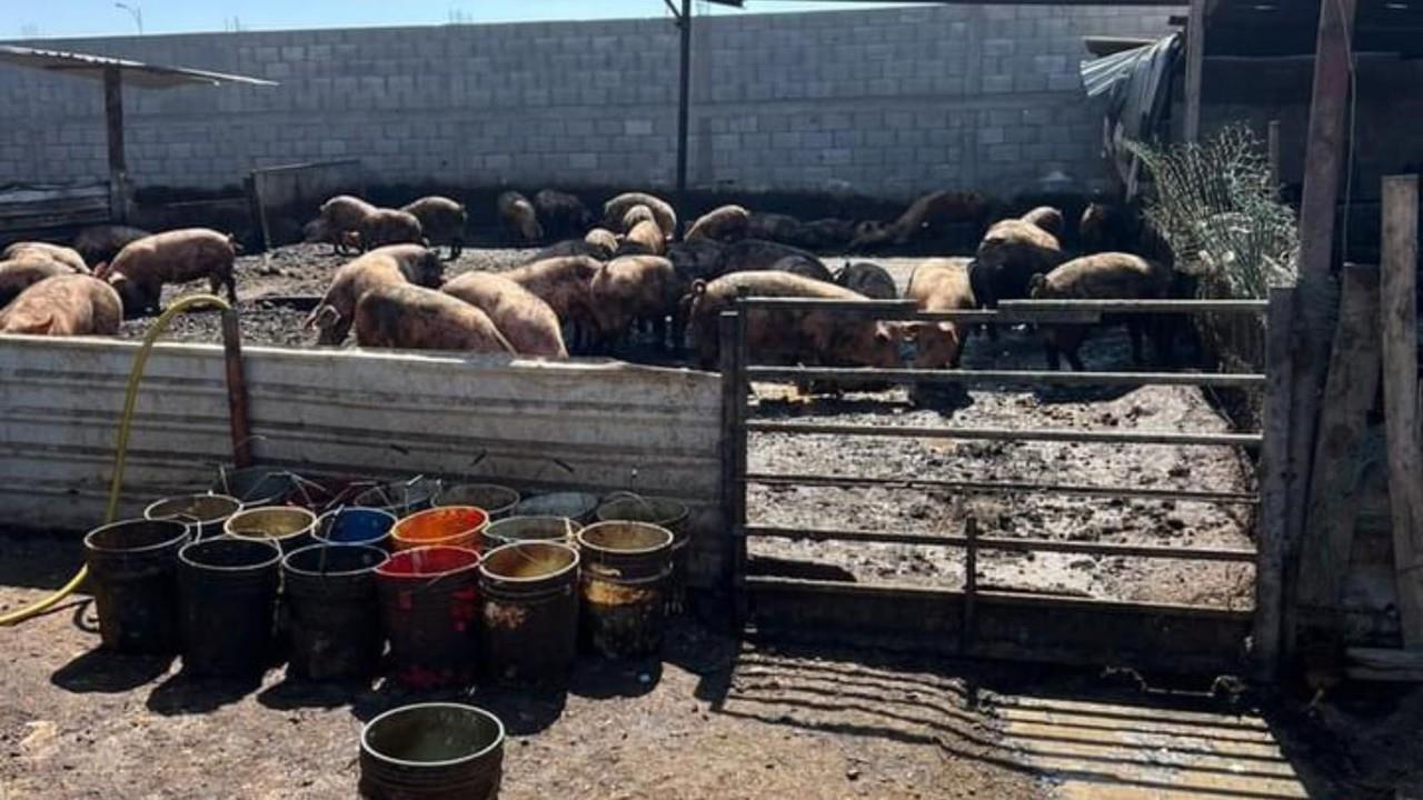 Uno de los criaderos de cerdos detectados en el fraccionamiento Los Olivos. Foto: Ayuntamiento de Gómez Palacio.