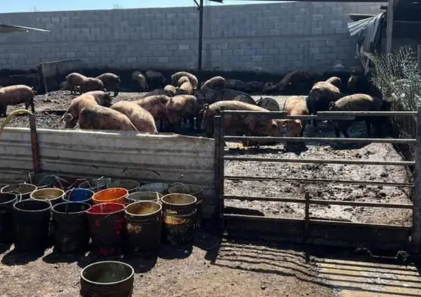 Criaderos de cerdos causan olor insoportable en fraccionamiento de Gómez Palacio