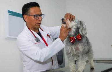 Día nacional del Médico Veterinario Zootecnista, ángeles de los animales