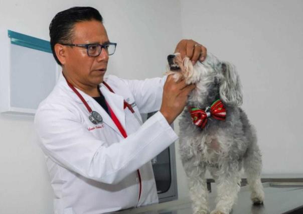 Día nacional del Médico Veterinario Zootecnista, ángeles de los animales