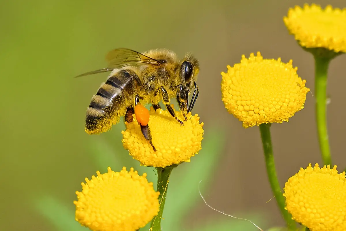 Abeja en una flor. Foto: Canva