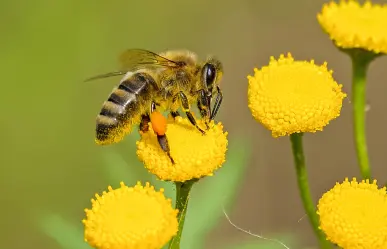 Día Nacional de las Abejas: ¿Cuál es su importancia?