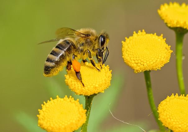 Día Nacional de las Abejas: ¿Cuál es su importancia?