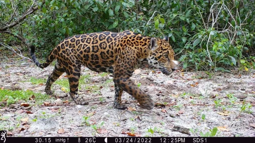 ¿Cómo se monitorea a los jaguares en la selva yucateca?