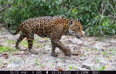 ¿Cómo se monitorea a los jaguares en la selva yucateca?