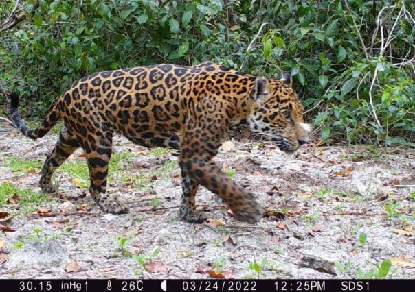 ¿Cómo se monitorea a los jaguares en la selva yucateca?