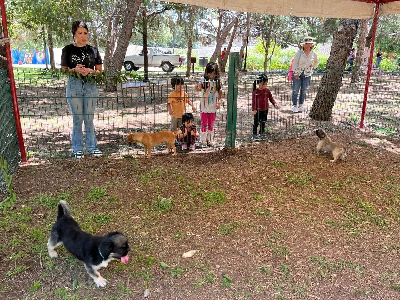 Dan en adopción a perritos en el bosque urbano. Foto de Claudia Almaraz.