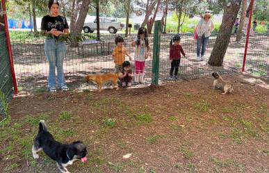 ¡Dale una Oportunidad a un Amigo Peludo! Invitan a adoptar perritos en Saltillo