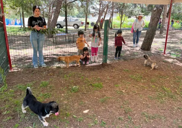 ¡Dale una Oportunidad a un Amigo Peludo! Invitan a adoptar perritos en Saltillo