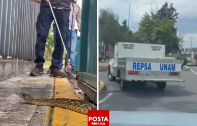 Alerta en Ciudad Universitaria: Rescatan víbora cascabel cerca de instalaciones