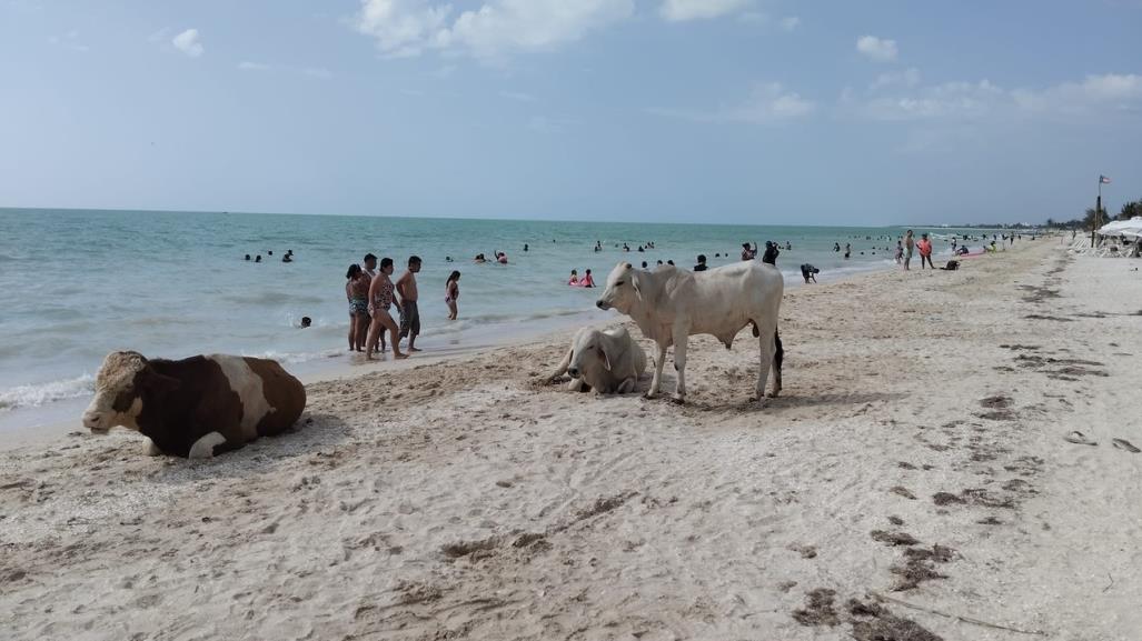 Sorpresa en Celestún: Tres vacas roban la atención en la playa