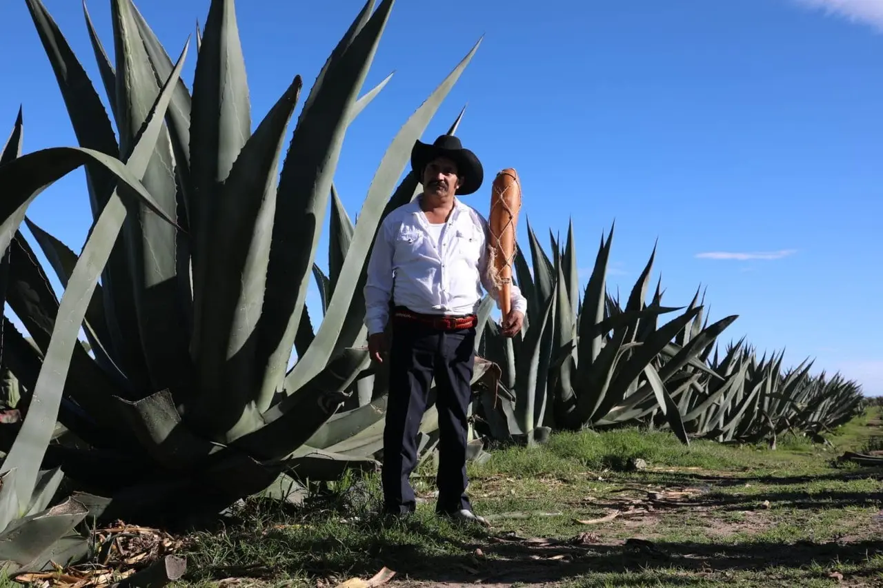 Los productores de pulque en Edomex buscan la denominación de origen para protección de su producto. Foto: Sria del Campo de Edomex