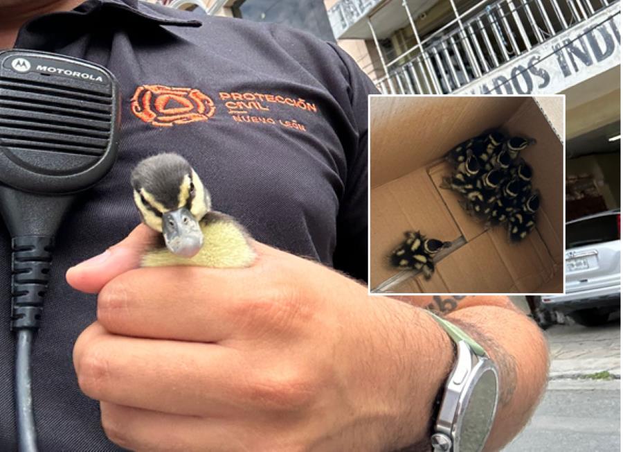 Rescatan a familia de patos