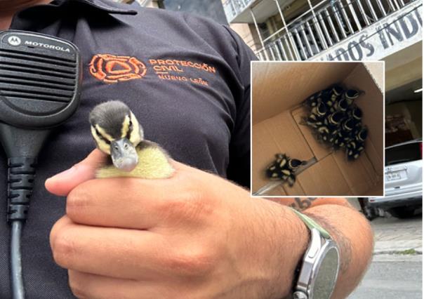 Rescatan a familia de patos