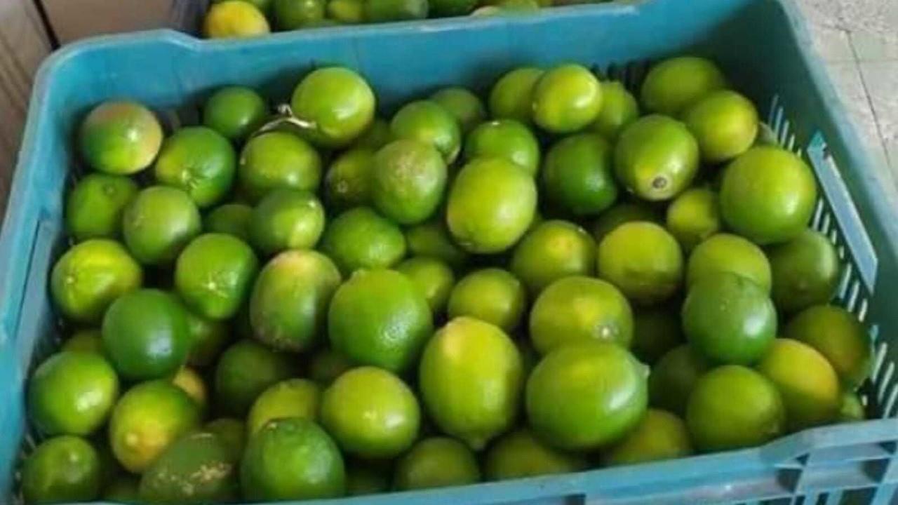 Crisis del limón: Escasez y aumento de precios sacuden el mercado. Foto: Especial