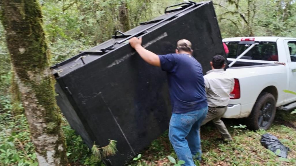 Arranca Comisión de Parques monitoreo del oso negro americano en Tamaulipas