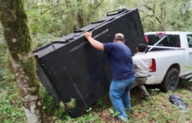 Arranca Comisión de Parques monitoreo del oso negro americano en Tamaulipas