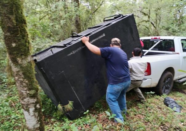 Arranca Comisión de Parques monitoreo del oso negro americano en Tamaulipas