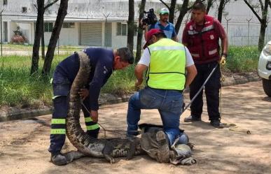 Cocodrilo hembra saca susto a trabajadores y es capturada