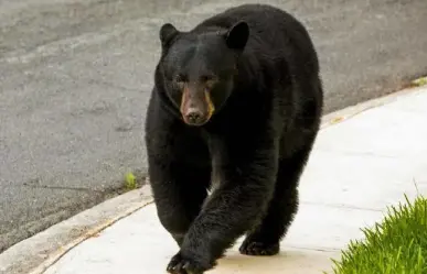 Siete osos negros vistos en Tamaulipas