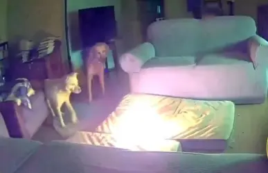 Perro provoca incendio al morder batería de iones de litio (VIDEO)