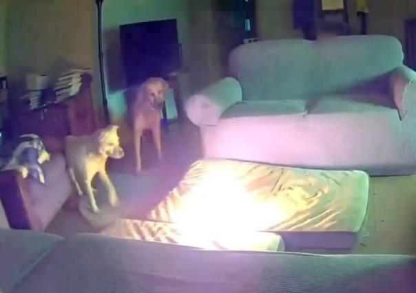 Perro provoca incendio al morder batería de iones de litio (VIDEO)