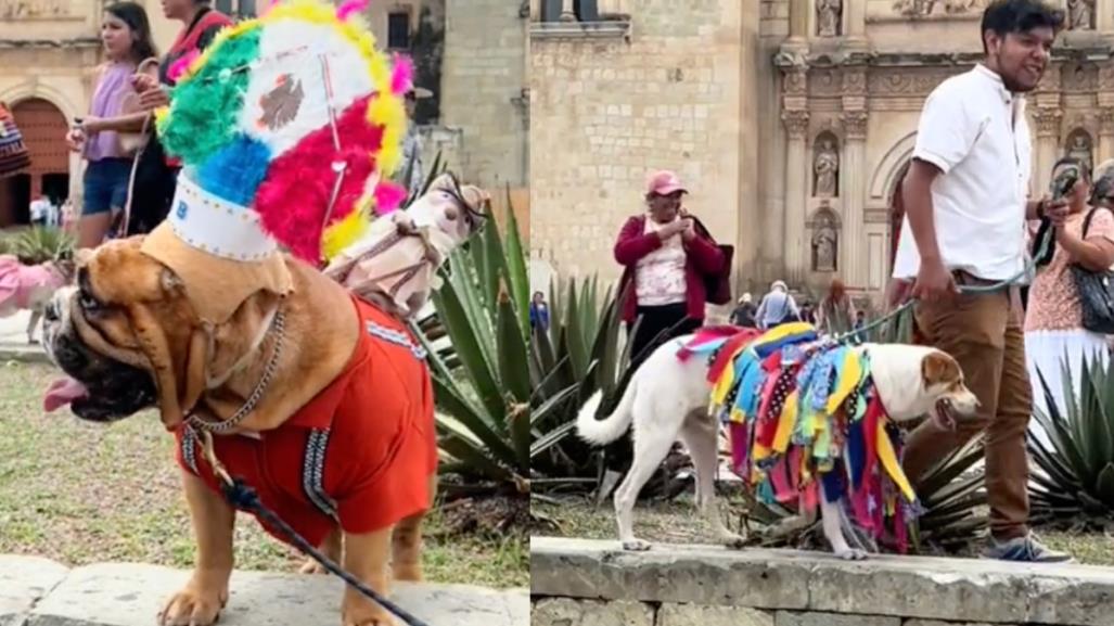 Oaxaca:Perritos adoptados desfilan en contra del maltrato animal