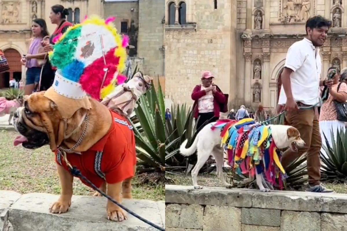 Desfilan perritos en Oaxaca. Foto: Captura pantalla TikTok @samcdr.19