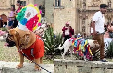 Oaxaca:Perritos adoptados desfilan en contra del maltrato animal