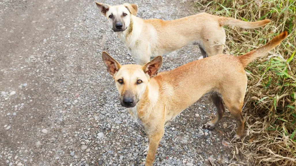 Invitan a campaña de esterilización gratuita para perros y gatos en Torreón