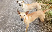 Invitan a campaña de esterilización gratuita para perros y gatos en Torreón