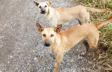 Invitan a campaña de esterilización gratuita para perros y gatos en Torreón