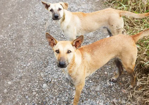 Invitan a campaña de esterilización gratuita para perros y gatos en Torreón