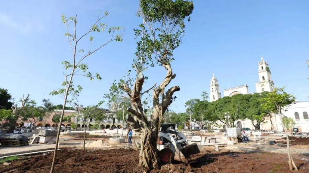 Árboles sagrados son colocados en la Plaza Grande de Mérida