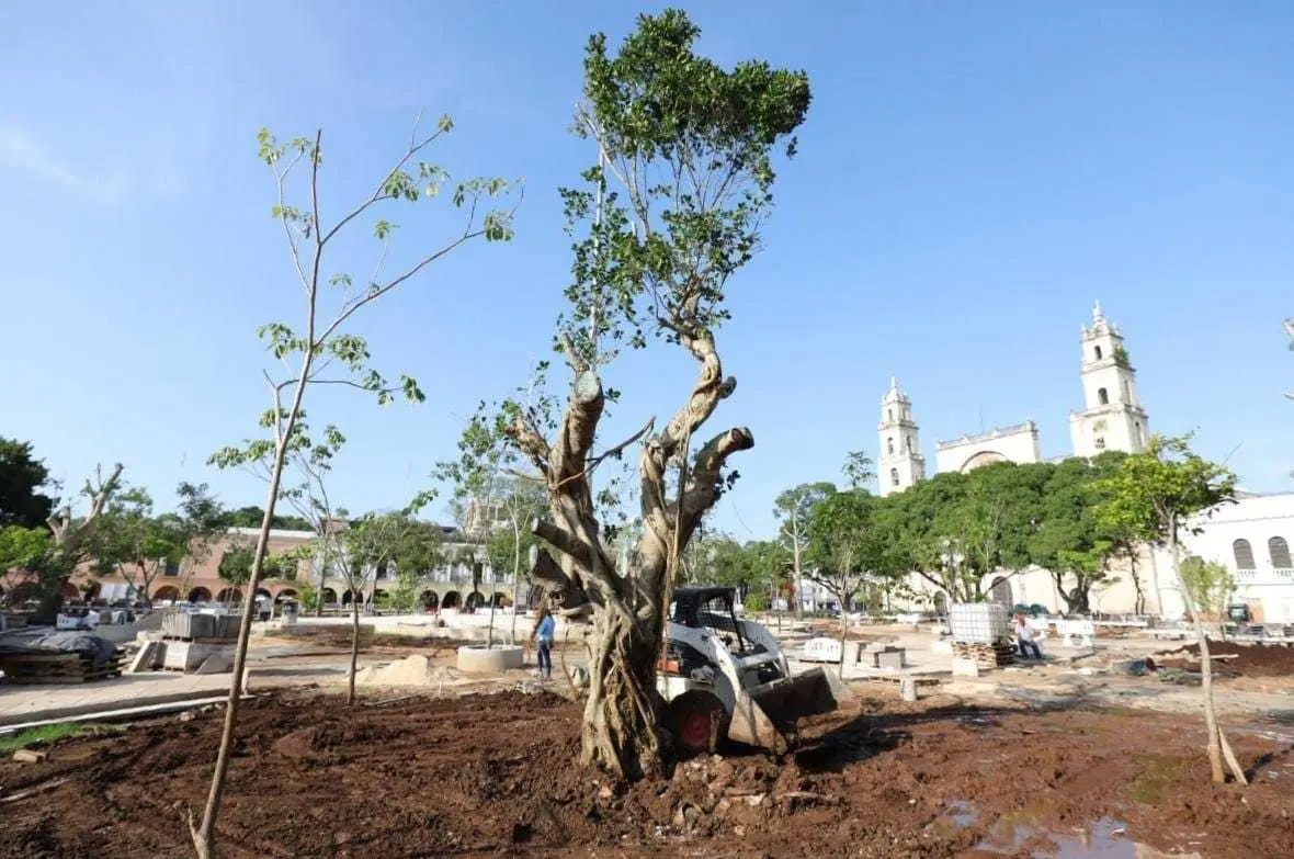 El proyecto de remodelación de la Plaza Grande de Mérida incluye la colocación de árboles considerados como sagrados para los mayas.- Foto cortesía