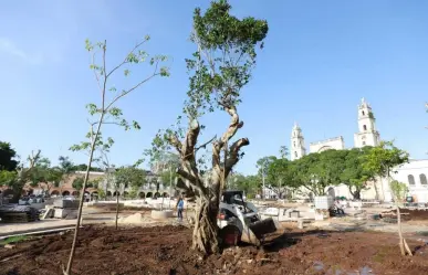 Árboles sagrados son colocados en la Plaza Grande de Mérida