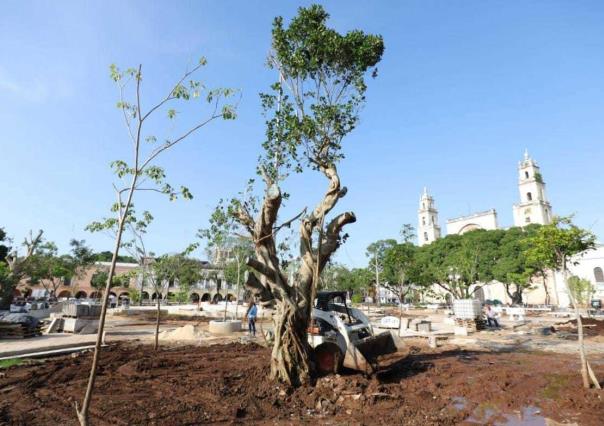 Árboles sagrados son colocados en la Plaza Grande de Mérida