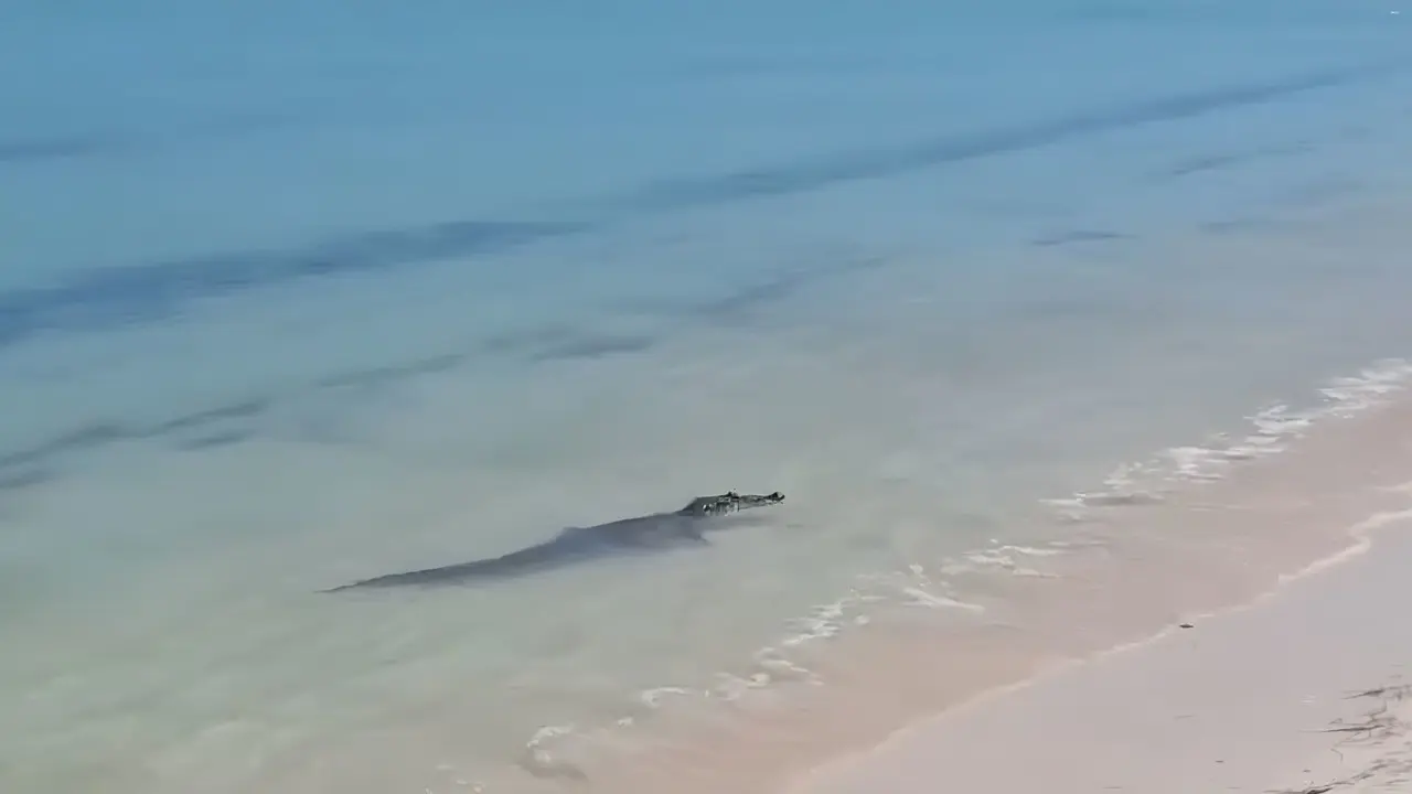 Los cocodrilos de agua salada no son algo habitual en Yucatán Foto: Redes