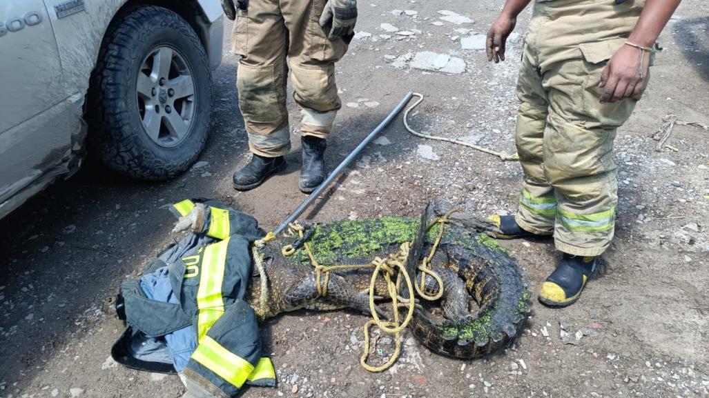 No paran capturas de cocodrilos en el sur de Tamaulipas