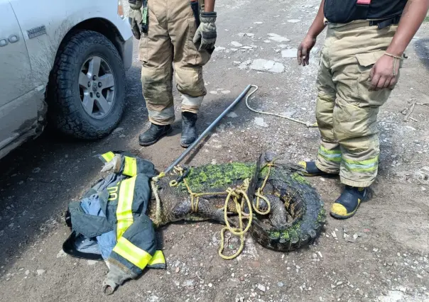 No paran capturas de cocodrilos en el sur de Tamaulipas