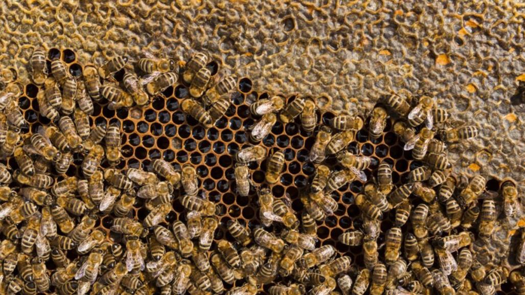 Madre e hijo atacados por abejas en la colonia La Pasión