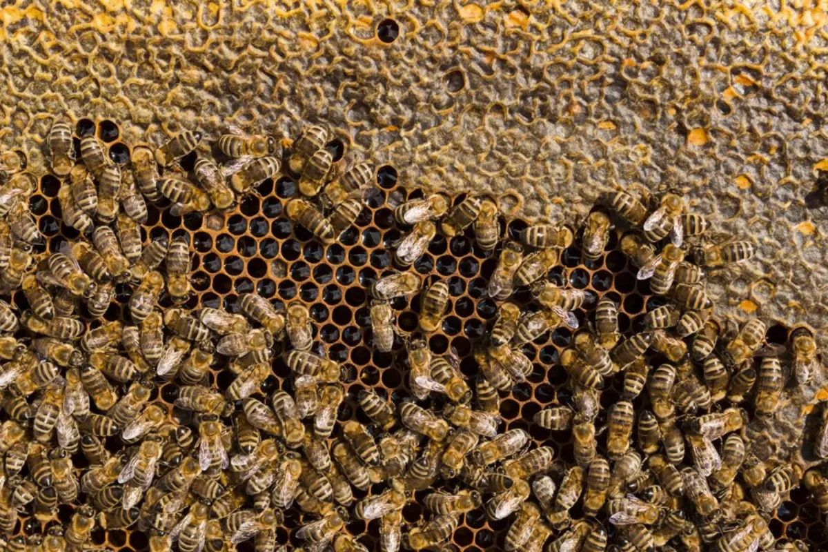 Enjambre de abejas. Foto: Freepik