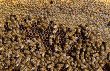 Madre e hijo atacados por abejas en la colonia La Pasión