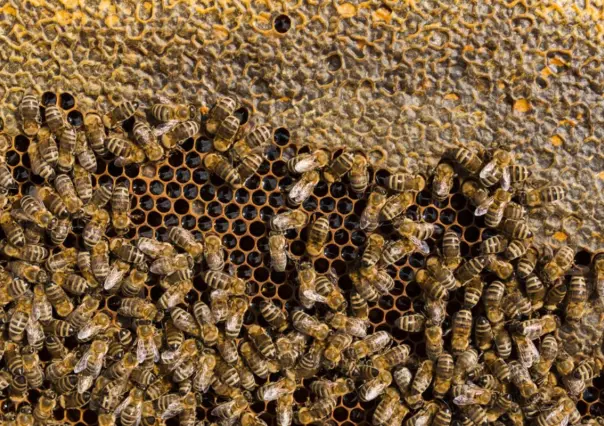 Madre e hijo atacados por abejas en la colonia La Pasión