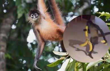 Captan a dos monos araña robando comida en un hotel de Cancún (Video)