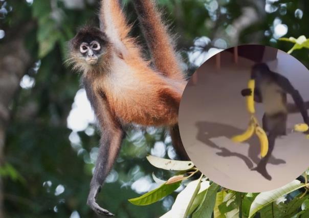 Captan a dos monos araña robando comida en un hotel de Cancún (Video)